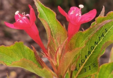 Átokbontás – ReLoaded 315.- a Közös Hang Rádióban, 2025.10.23. 18.00