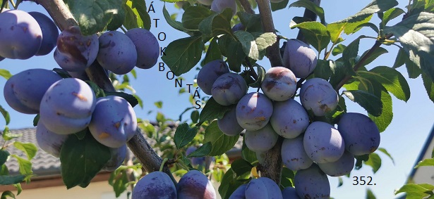 Átokbontás – ReLoaded 352.- a Közös Hang Rádióban, 2026.08.20. 18.00 (+P,Sz,V 18h)